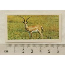 1977 Goodies card Wild Life No. 12 Grant's Gazelle