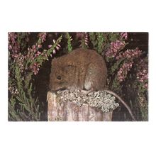 BANK VOLE unused vintage postcard Wildlife series by Colourmaster c.1970's #