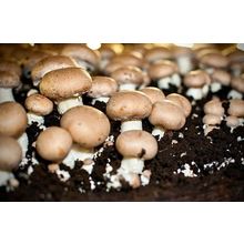 2 Pack Seeds Mushroom Button Portobello Mycelium Spawn Dried NEW*30g./1oz.