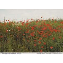 Poppy Field Military Flowers at Fakenham Norfolk Village British Legion Postcard