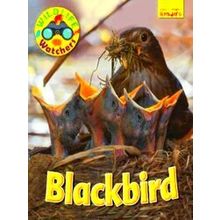 Wildlife Watchers: Blackbird