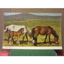 DARTMOOR PONIES, DEVON. used vintage postcard RP by Jarrold 1965 pm..