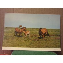 EXMOOR PONIES, EXMOOR SOMERSET unused vintage postcard by Jarrold #