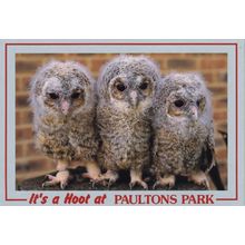 Paultons Park Hampshire Owls Its A Hoot Postcard