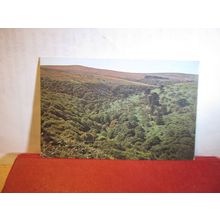 HEATHER ON DUNKERY, EXMOOR, SOMERSET unused postcard =