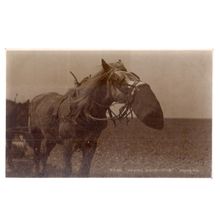 HAYTIME.. HORSE EATING. used vintage postcard by Judges 1944 pm Lend to Attack.