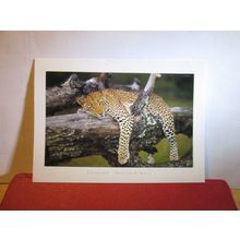 LEOPARD, SOUTH AFRICA used postcard 2003 pm =
