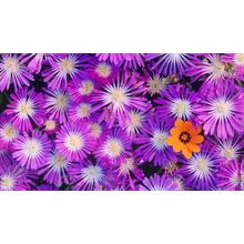 Lilac Flowers, South Africa Art Gallery Poster Canvas Print Wall Decoration A0 A