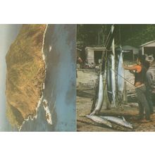 Pitcairn Island Fishing Hanging Fish To Eat Diet Fisherman 2x Postcard