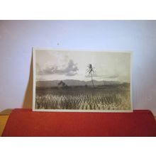 RICE FIELD, HONOLULU, HAWAII, USA unused antique postcard RP =