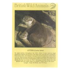OTTER...unused postcard animals by J.Arthur Dixon PWA 25578 Collectacard =