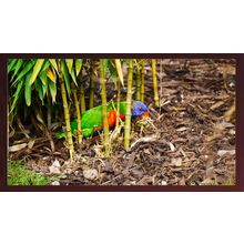 Colourful Lorikeet Among Bamboo Stalks A5 Mahogany