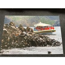 Postcard - Tasmania -Bruny Island Seals & Pennicott Boat