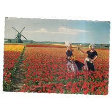 HOLLAND in flowerdecoration, Tulips.. used vintage postcard.1967 postmark #