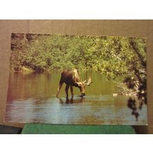 A MOOSE, B.C. CANADA unused postcard