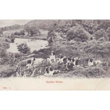 Gordon Setters Dogs Antique Dog Postcard