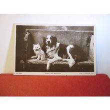 SHEEP DOG AND KITTEN ON BENCH used antique postcard RP Wildt & Kray =