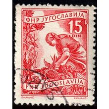 Yugoslavia 1951 Local Economy Gathering Sunflowers 15D Used Stamp