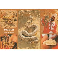 Tunisie Africa Deadly Poisonous Snakes in Hand Snake Charmer Postcard