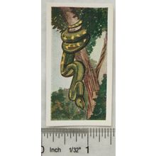 Neilson's Interesting Animals card No. 5 Tree-boa