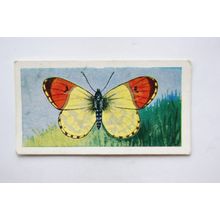 1958 Swettenham tea card Butterflies & Moths No. 5 Eastern Orange Tip