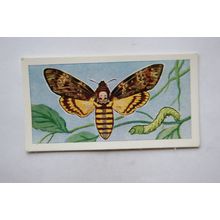 1958 Swettenham tea card Butterflies & Moths No. 2 Death's Head Hawk Moth