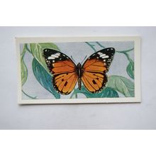 1958 Swettenham tea card Butterflies & Moths No. 3 Danaus Chrysippus