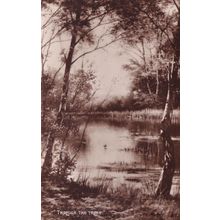 Through The Trees E Parton Painting Farm Lake RPC Postcard