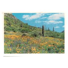 ORGANPIPE AND POPPIES vintage unused postcard.Southwestern Desert, Arizona =