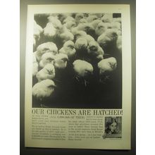 1959 Ladies' Home Journal Magazine Ad - Our chickens are hatched