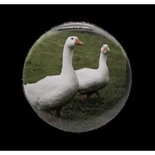 Geese[ 2.25 inch White ]