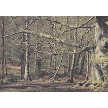 Northaw Wood Hertfordshire Postcard