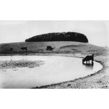 Dewpond & Chanctonbury Ring Sussex Iron Fort Water Supply Photo Postcard