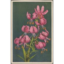 Lis Martagon - Lilium Martagon, c.1940s - Stehli CPSM