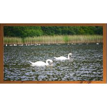 Swans and Ducks on a Tranquil Lake A5 Dark Teak