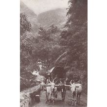 Romany Gypsy Bullock Cart Antique Postcard