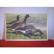 WHITE FRONTED GEESE by H J Slijper unused vintage postcard by RSPB #
