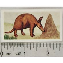 Neilson's Interesting Animals card No. 29 Ant Bear