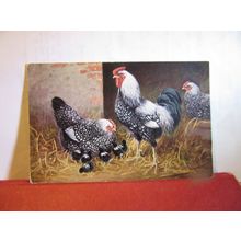 SPECKLED CHICKEN FAMILY unused postcard farm animals =