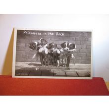 'PRISONERS IN THE DOCK' 5 PUPPY DOG used antique postcard RP by Rotary 1913 pm =