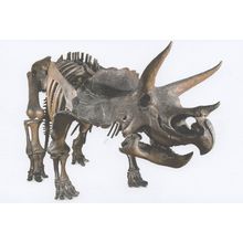 Triceratops Dinosaur Montana Natural History Museum Skeleton Postcard