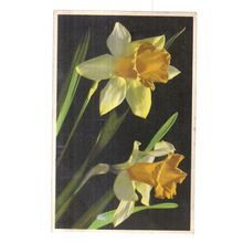 NARCISSUS flowers used vintage postcard by Photochrom 1938 postmark =