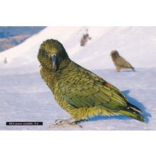 Kea Nestor Notobalis South Island New Zealand Bird Tiki Postcard