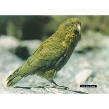 Kea Nestor Notobalis South Island New Zealand Bird Postcard