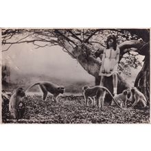 Monkeys At Durban South Africa Real Photo Postcard