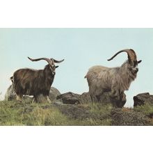 Wild Goats Northumberland Kielder Forest 1970s Postcard