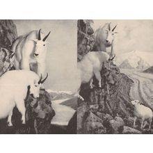 American Mountain Goat 2x New York Museum Old Postcard s