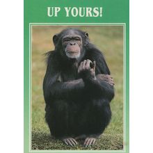 Up Yours Chimpanzee Swearing Monkey Comic Postcard
