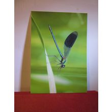 BANDED DEMOISELLE DAMSELFLY unused postcard =