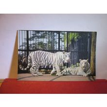 WHITE TIGERS, BRISTOL ZOO, BRISTOL unused postcard =